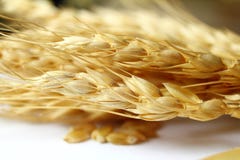 Wheat oats barley or rye grain ears closeup stock photo Wheat oats barley or rye grain ears closeup stock photo