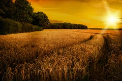 Wheat Ripening in Late Summer Sun, Shropshire