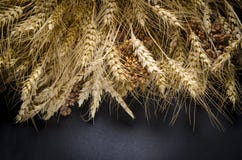Ears of Wheat, rye, millet pshenici assembled in bouquet stock images Ears of Wheat, rye, millet pshenici assembled in bouquet stock images