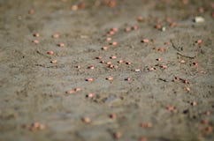 Wheat seeds scattered on the field royalty free stock photos Wheat seeds scattered on the field royalty free stock photos