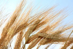 Wheat Stems. Stock Photo