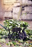 Wheelbarrow full of leaves green garden Outdoor royalty free stock images Wheelbarrow full of leaves green garden Outdoor royalty free stock images