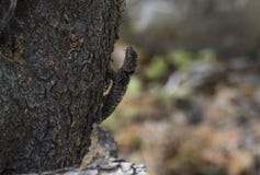 Camuflage of the lizard on tree stock image Camuflage of the lizard on tree stock image