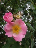 Where the wild roses grow royalty free stock image Where the wild roses grow royalty free stock image