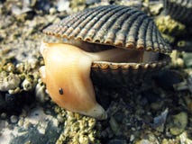 Whidbey Island Clam