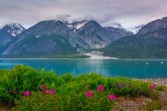 Whild flowers in Glacier Bay National Park, Alaska