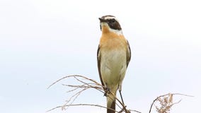 Whinchat (rubetra de Saxicola) Whinchat (rubetra de Saxicola)