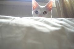 White adorable cat kitten with beautiful blue yellow eyes hide with curiousness in white bedroom background royalty free stock photography White adorable cat kitten with beautiful blue yellow eyes hide with curiousness in white bedroom background royalty free stock photography