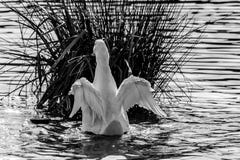 Black and white monochrome image of a pekin duck also known as Aylesbury or Long Island ducks flapping and spreading wings stock image Black and white monochrome image of a pekin duck also known as Aylesbury or Long Island ducks flapping and spreading wings stock image