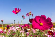 White And Pink Cosmos Flowers Royalty Free Stock Photo