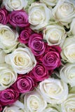 White And Pink Roses Stock Image
