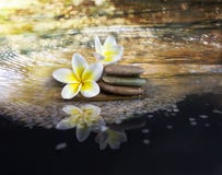 White And Yellow Fragrant Flower Plumeria Or Frangipani On Crystalline Water And Pebble Rock For Spa Meditation Mood, Plumeria Or Royalty Free Stock Photography