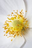 White anemone flower macro core, background.
