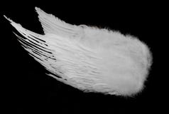 White Angel Wings On Black Royalty Free Stock Image