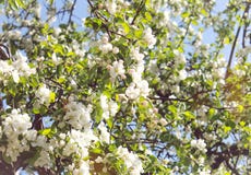 White apple flowers on a tree royalty free stock images White apple flowers on a tree royalty free stock images