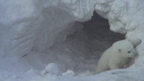 White bear cub goes out from a lair (flat)