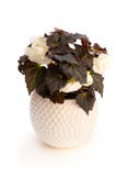 White Begonia plant in the flowerpot on white royalty free stock image White Begonia plant in the flowerpot on white royalty free stock image