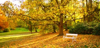 White bench and autumn leaves in a park royalty free stock photos White bench and autumn leaves in a park royalty free stock photos