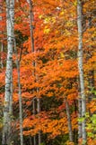White Birch Trees With Intricate Pattern In The Midst Of A Colorful Wisconsin Forest Royalty Free Stock Photo White Birch Trees With Intricate Pattern In The Midst Of A Colorful Wisconsin Forest Royalty Free Stock Photo