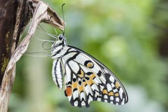 A white, black and orange tropical butterfly stock image A white, black and orange tropical butterfly stock image