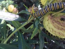 White black and yellow Monarch Caterpillar royalty free stock images White black and yellow Monarch Caterpillar royalty free stock images