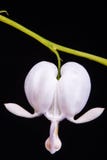 White Bleeding heart flower against black background (Dicentra spectabilis Alba)