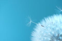 White Blowball Dandelion On Blue Background. Macro. Soft Focus Royalty Free Stock Photos
