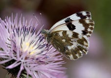 White Butterfly Royalty Free Stock Images