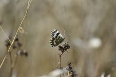 White butterfly in black perched on dry branch royalty free stock photography White butterfly in black perched on dry branch royalty free stock photography