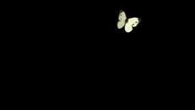 White Butterfly Cabbage Flying on a Blue Background. Two Beautiful 3d Animations Stock Video - Video of hives, isolated: 143318041 White Butterfly Cabbage Flying on a Blue Background. Two Beautiful 3d Animations Stock Video - Video of hives, isolated: 143318041