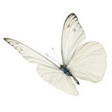 White butterfly flying