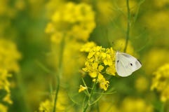 White Butterfly In A Yellow Field Stock Image White Butterfly In A Yellow Field Stock Image