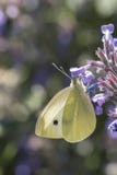 A white butterfly on a mauve flower royalty free stock images A white butterfly on a mauve flower royalty free stock images
