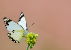 White Butterfly On Yellow Flower Stock Photo