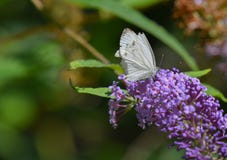 White butterfly on purple flower. In the forest Stock Photography White butterfly on purple flower. In the forest Stock Photography