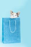 White Calico Kitten peeking out of a blue glitter Birthday gift bag, blue background