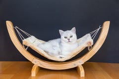 White Cat Lying Lazy In Hammock Royalty Free Stock Images White Cat Lying Lazy In Hammock Royalty Free Stock Images