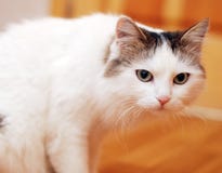 White Cat On A Floor Royalty Free Stock Image