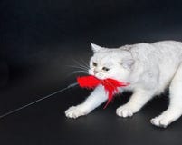 White Cat Playing Pulling Red Toy Royalty Free Stock Image White Cat Playing Pulling Red Toy Royalty Free Stock Image