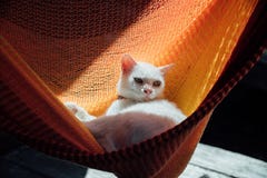 White cat rest is basking in an orange hammock. Royalty Free Stock Images White cat rest is basking in an orange hammock. Royalty Free Stock Images