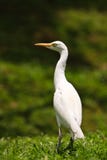 White Cattle Egret Bird On The Ground Stock Images