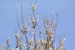 White cherry blossom / Flowering fruit trees / Blossoming apricot against the blue sky / Almond flowers. Stock Photography White cherry blossom / Flowering fruit trees / Blossoming apricot against the blue sky / Almond flowers. Stock Photography
