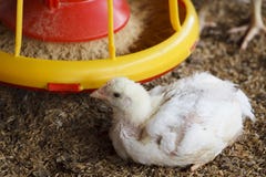white chicken with feed Stock Photos white chicken with feed Stock Photos