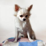 White chihuahua on a white background sits on a knitted cushion royalty free stock photo White chihuahua on a white background sits on a knitted cushion royalty free stock photo