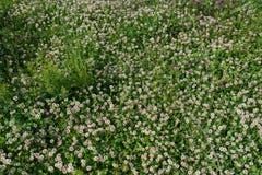 white clover wild meadow flowers in field. Nature vintage summer autumn outdoor photo background royalty free stock image white clover wild meadow flowers in field. Nature vintage summer autumn outdoor photo background royalty free stock image
