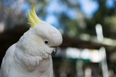 White cockatoo face close up stock photography White cockatoo face close up stock photography