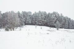 White and cold wood. Many snow at winter 2019 royalty free stock photos White and cold wood. Many snow at winter 2019 royalty free stock photos
