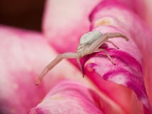 White Crab Spider Royalty Free Stock Image