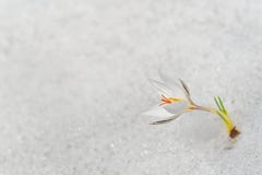 White crocus flower Royalty Free Stock Photography White crocus flower Royalty Free Stock Photography