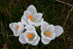 White crocuses in the grass royalty free stock photo White crocuses in the grass royalty free stock photo